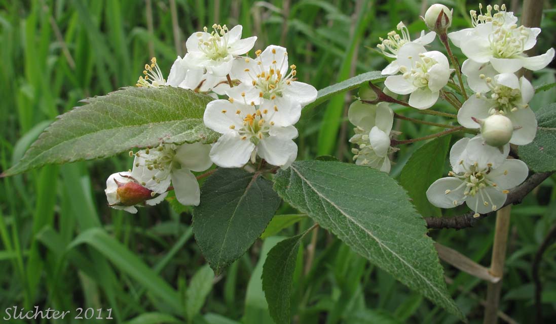 Oregon Crabapple, Western Crabapple: Malus fusca (Synonyms: Malus diversifolia, Malus fusca var. diversifolia, Malus fusca var. fusca, Malus fusca var. levipes, Malus rivularis, Malus rivularis var. levipes, Pyrus diversifolia, Pyrus fusca, Pyrus fusca var. levipes, Pyrus rivularis)