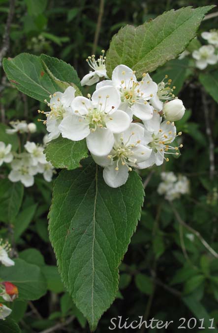 Oregon Crabapple, Western Crabapple: Malus fusca (Synonyms: Malus diversifolia, Malus fusca var. diversifolia, Malus fusca var. fusca, Malus fusca var. levipes, Malus rivularis, Malus rivularis var. levipes, Pyrus diversifolia, Pyrus fusca, Pyrus fusca var. levipes, Pyrus rivularis)