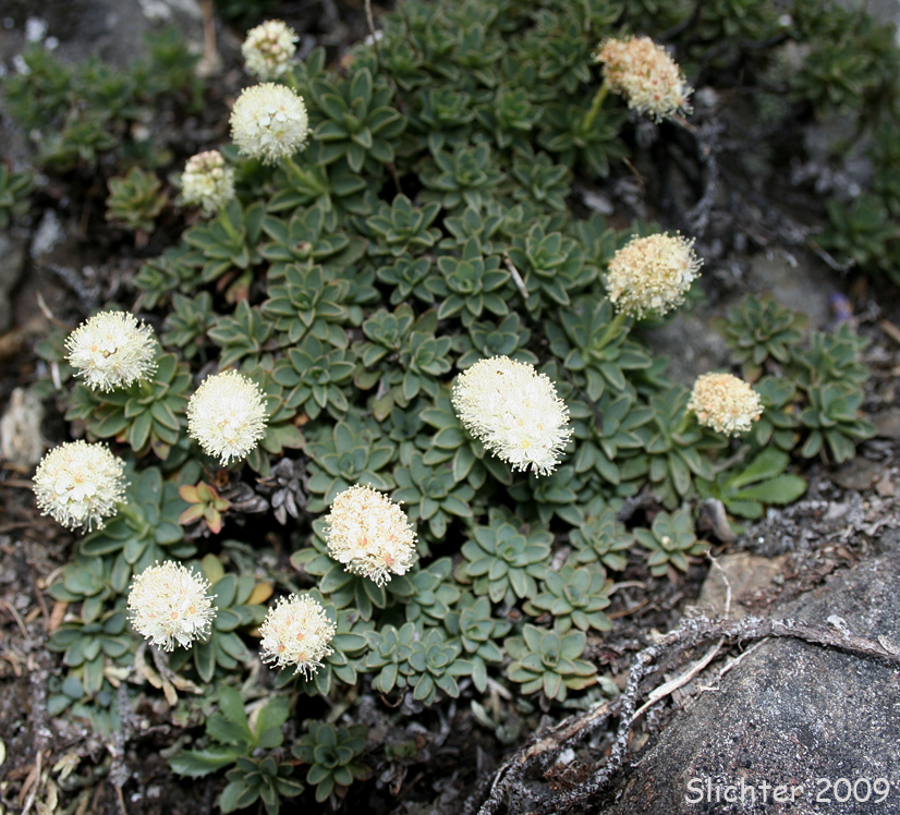 Olympic Mountain Rockmat: Petrophyton hendersonii
