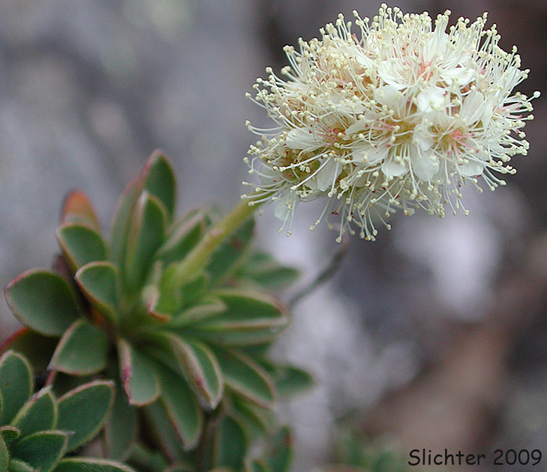 Olympic Mountain Rockmat: Petrophyton hendersonii (Synonyms: Eriogynia hendersonii, Luetkea hendersonii, Petrophyton hendersonii, Spiraea hendersonii)