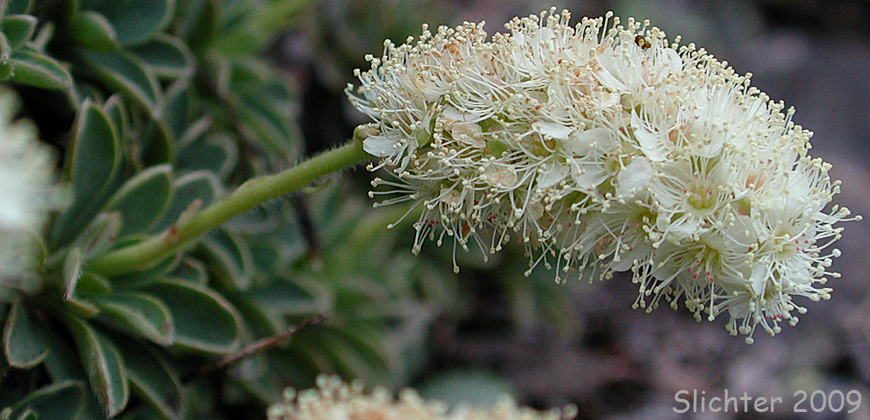 Olympic Mountain Rockmat: Petrophyton hendersonii (Synonyms: Eriogynia hendersonii, Luetkea hendersonii, Petrophyton hendersonii, Spiraea hendersonii)
