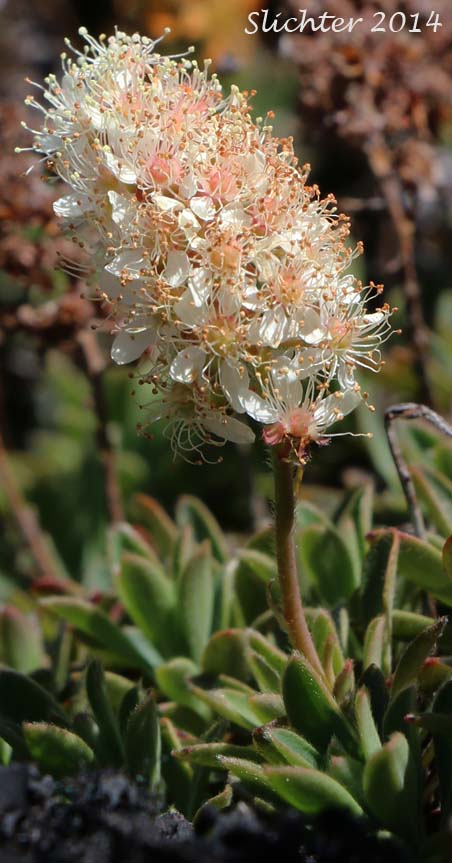 Olympic Mountain Rockmat: Petrophyton hendersonii (Synonyms: Eriogynia hendersonii, Luetkea hendersonii, Petrophyton hendersonii, Spiraea hendersonii)