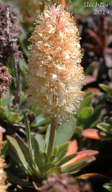 Olympic Mountain Rockmat: Petrophyton hendersonii (Synonyms: Eriogynia hendersonii, Luetkea hendersonii, Petrophyton hendersonii, Spiraea hendersonii)