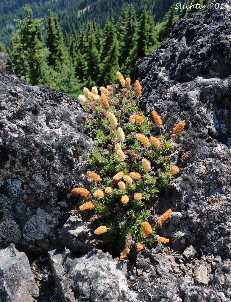 Olympic Mountain Rockmat: Petrophyton hendersonii (Synonyms: Eriogynia hendersonii, Luetkea hendersonii, Petrophyton hendersonii, Spiraea hendersonii)