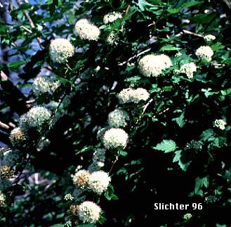 Pacific Ninebark: Physocarpus capitatus (Synonyms: Neillia capitata, Neillia opulifolia, Neillia opulifolia var. mollis, Opulaster capitatus, Opulaster opulifolius var. capitatus, Physocarpa tomentosa, Physocarpus opulifolius, Physocarpus opulifolius var. tomentellus, Spiraea capitata, Spiraea opulifolia var. mollis, Spiraea opulifolia var. tomentella)