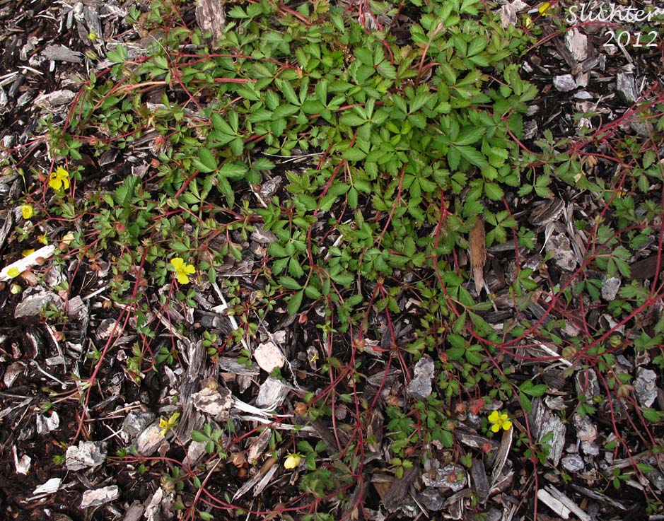 English Cinquefoil, Trailing Tormentil: Potentilla anglica (Synonym: Potentilla procumbens)