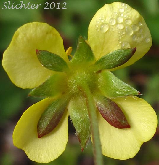Close-up of the sepals and underside of the petals of English Cinquefoil, Trailing Tormentil: Potentilla anglica (Synonym: Potentilla procumbens)