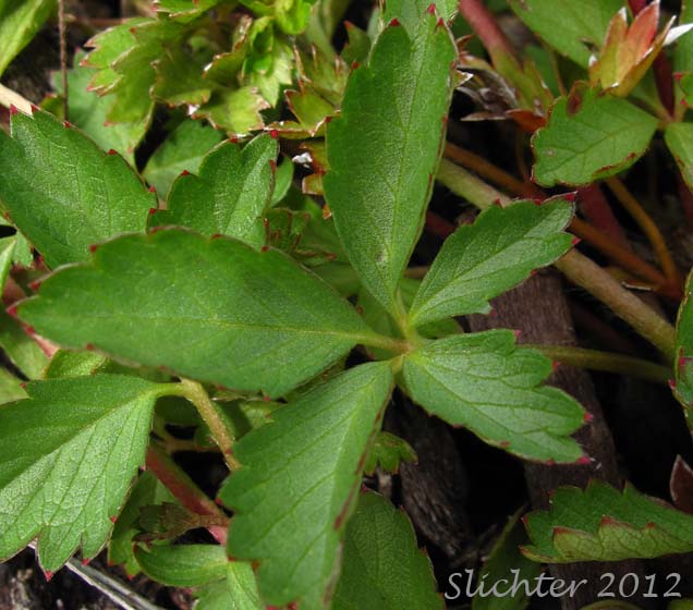 Leaf of English Cinquefoil, Trailing Tormentil: Potentilla anglica (Synonym: Potentilla procumbens)