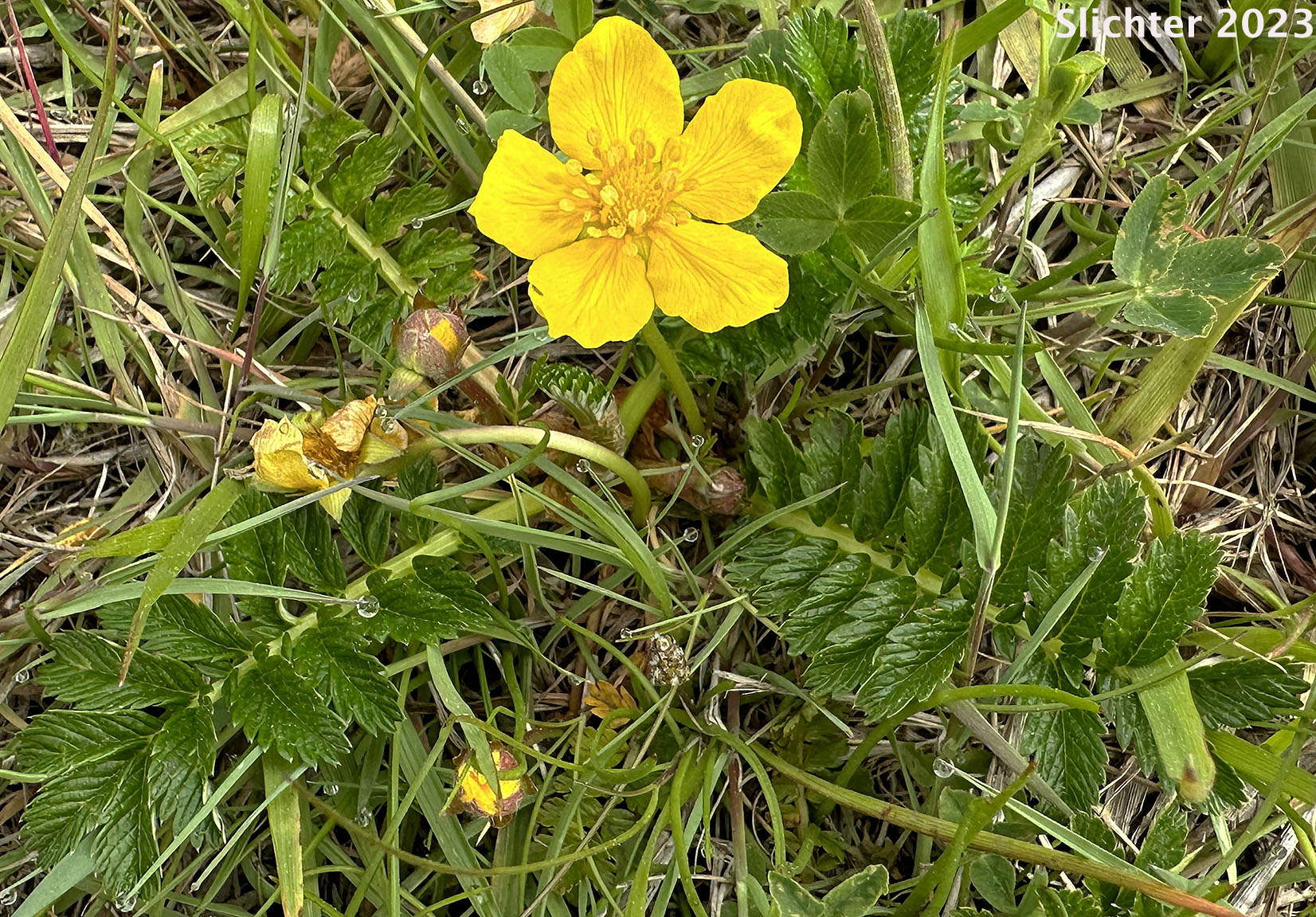 Common Silverweed, Pacific Silverweed, Silverweed Cinquefoil: Potentilla anserina ssp. pacifica (Synonym: Potentilla anserina var. grandis, Potentilla egedii ssp. grandis, Potentilla egedii var. grandis, Potentilla pacifica)