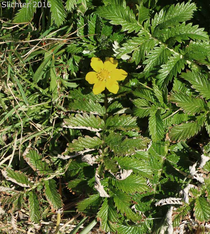 Common Silverweed, Pacific Silverweed, Silverweed Cinquefoil: Potentilla anserina ssp. pacifica (Synonym: Potentilla anserina var. grandis, Potentilla egedii ssp. grandis, Potentilla egedii var. grandis, Potentilla pacifica)