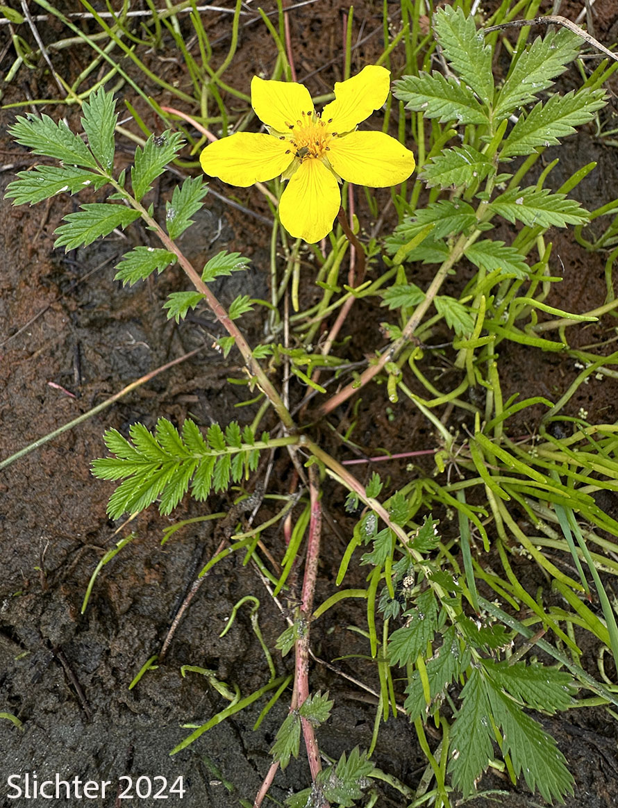 Common Silverweed, Pacific Silverweed, Silverweed Cinquefoil: Potentilla anserina ssp. pacifica (Synonym: Potentilla anserina var. grandis, Potentilla egedii ssp. grandis, Potentilla egedii var. grandis, Potentilla pacifica)