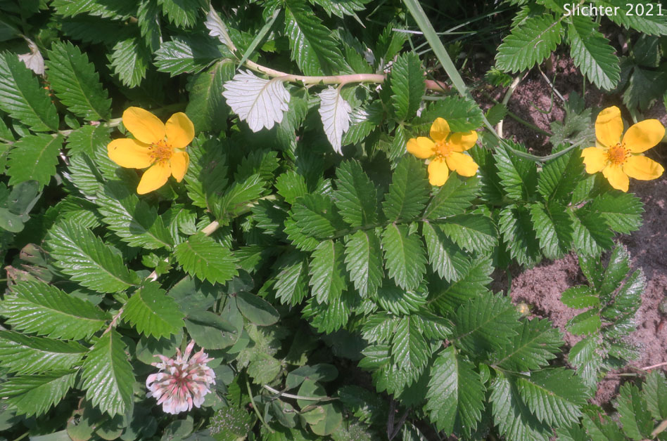 Common Silverweed, Pacific Silverweed, Silverweed Cinquefoil: Potentilla anserina ssp. pacifica (Synonym: Potentilla anserina var. grandis, Potentilla egedii ssp. grandis, Potentilla egedii var. grandis, Potentilla pacifica)