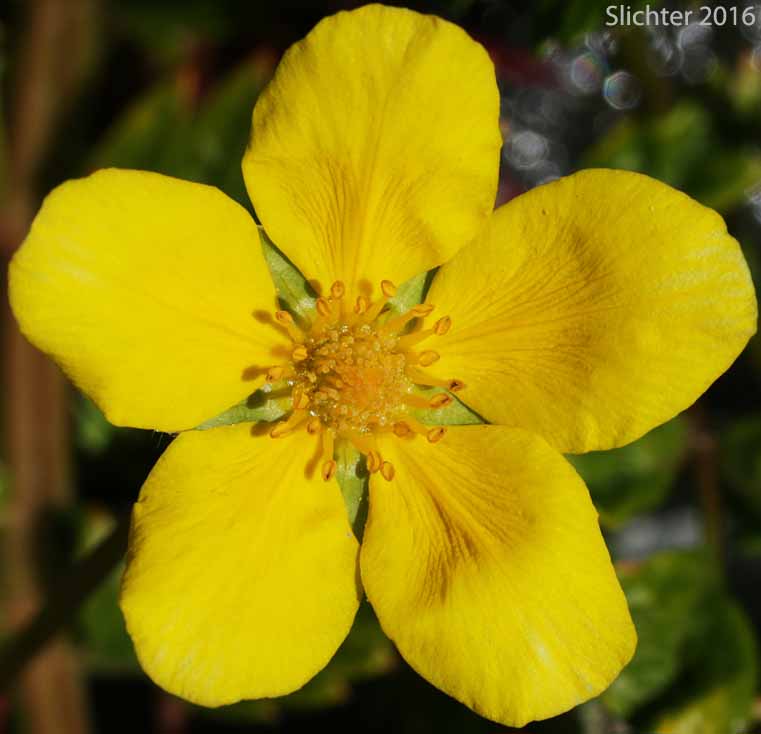 Common Silverweed, Pacific Silverweed, Silverweed Cinquefoil: Potentilla anserina ssp. pacifica (Synonym: Potentilla anserina var. grandis, Potentilla egedii ssp. grandis, Potentilla egedii var. grandis, Potentilla pacifica)