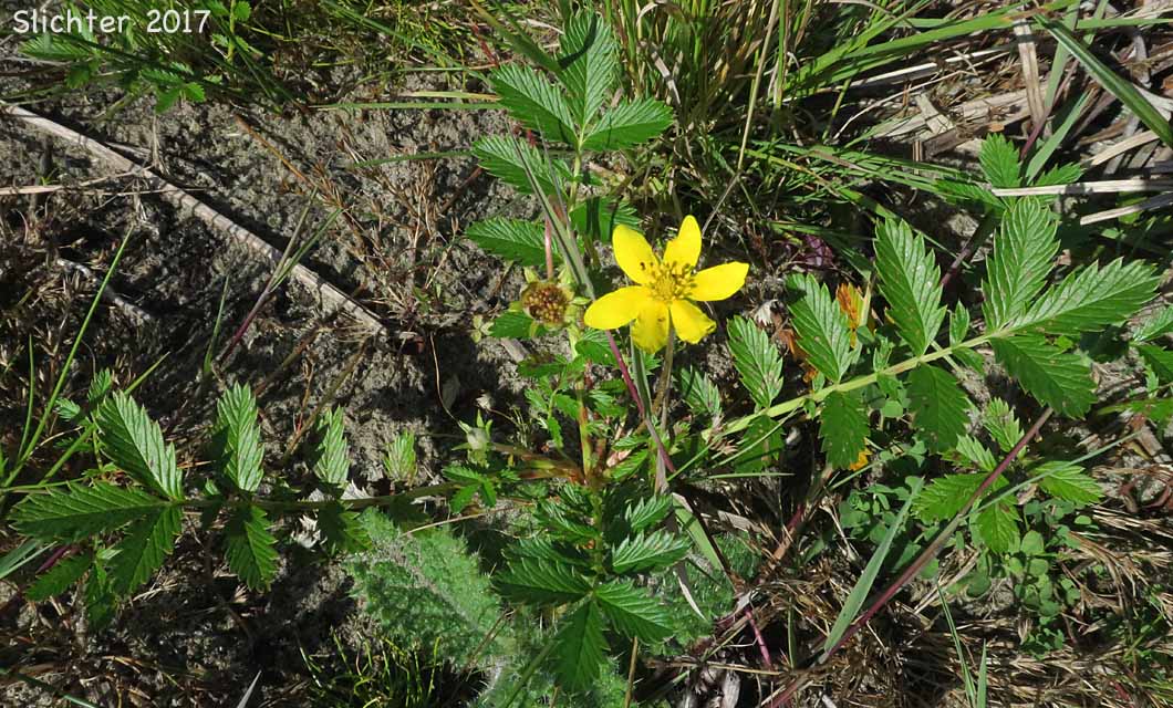Common Silverweed, Pacific Silverweed, Silverweed Cinquefoil: Potentilla anserina ssp. pacifica (Synonym: Potentilla anserina var. grandis, Potentilla egedii ssp. grandis, Potentilla egedii var. grandis, Potentilla pacifica)