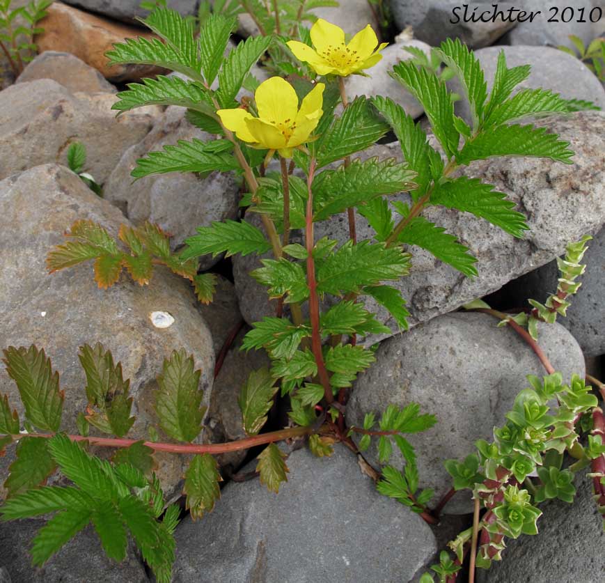 Common Silverweed, Pacific Silverweed, Silverweed Cinquefoil: Potentilla anserina ssp. pacifica (Synonym: Potentilla anserina var. grandis, Potentilla egedii ssp. grandis, Potentilla egedii var. grandis, Potentilla pacifica)