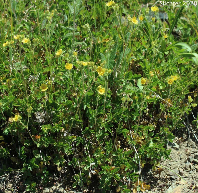 Ashland Cinquefoil: Drymocallis ashlandica (Synonyms: Potentilla ashlandica, Potentilla glandulosa, Potentilla glandulosa ssp. ashlandica)