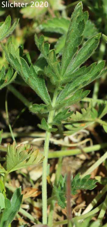 Bruce's Cinquefoil, Gray Cinquefoil: Potentilla bruceae (Synonyms: Potentilla anomalifolia, Potentilla drummondii ssp. bruceae, Potentilla subvillosa)