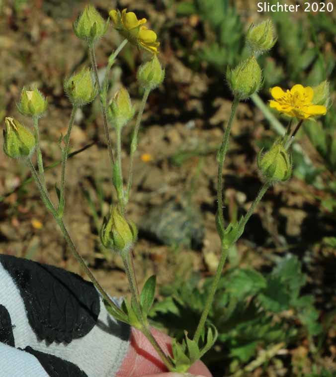 Bruce's Cinquefoil, Gray Cinquefoil: Potentilla bruceae (Synonyms: Potentilla anomalifolia, Potentilla drummondii ssp. bruceae, Potentilla subvillosa)