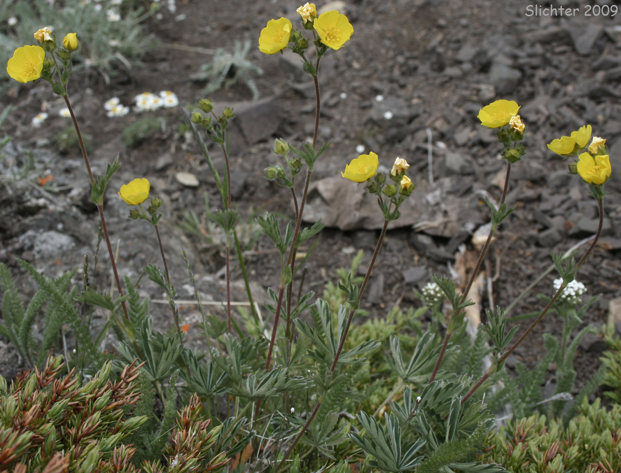 Different-leaved Cinquefoil, Diverse-leaved Cinquefoil, Mountain Meadow Cinquefoil, Varileaf Cinquefoil, Varied-leaf Cinquefoil: Potentilla glaucophylla var. glaucophylla (Synonyms: Potentilla xdiversifolia, Potentilla diversifolia, Potentilla diversifolia ssp. glaucophylla, Potentilla diversifolia ssp. ranunculus, Potentilla diversifolia var. diversifolia, Potentilla diversifolia var. glaucophylla, Potentilla diversifolia var. perdissecta, Potentilla diversifolia var. ranunculus, Potentilla glaucophylla, Potentilla glaucophylla var. perdissecta, Potentilla perdissecta)