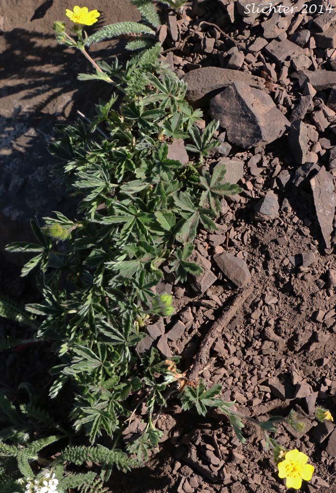 Different-leaved Cinquefoil, Diverse-leaved Cinquefoil, Mountain Meadow Cinquefoil, Varileaf Cinquefoil, Varied-leaf Cinquefoil: Potentilla glaucophylla var. glaucophylla (Synonyms: Potentilla xdiversifolia, Potentilla diversifolia, Potentilla diversifolia ssp. glaucophylla, Potentilla diversifolia ssp. ranunculus, Potentilla diversifolia var. diversifolia, Potentilla diversifolia var. glaucophylla, Potentilla diversifolia var. perdissecta, Potentilla diversifolia var. ranunculus, Potentilla glaucophylla, Potentilla glaucophylla var. perdissecta, Potentilla perdissecta)