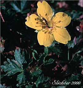 Flower of Fanfoil, Fan-foil, Fan-leaf Cinquefoil, Fringe-leaf Cinquefoil, High Mountain Cinquefoil: Potentilla flabellifolia
