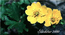 Fanfoil, Fan-foil, Fan-leaf Cinquefoil, Fringe-leaf Cinquefoil, High Mountain Cinquefoil: Potentilla flabellifolia