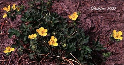 Fanfoil, Fan-foil, Fan-leaf Cinquefoil, Fringe-leaf Cinquefoil, High Mountain Cinquefoil: Potentilla flabellifolia