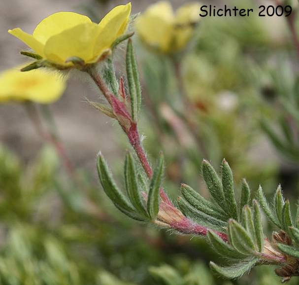 Shrubby Cinquefoil: Dasiphora fruticosa (Synonyms: Dasiphora floribunda, Dasiphora fruticosa ssp. floribunda, Dasiphora riparia, Fragaria fruticosa, Pentaphylloides fruticosa, Potentilla floribunda, Potentilla fruticosa, Potentilla fruticosa ssp. floribunda, Potentilla fruticosa var. tenifolia)