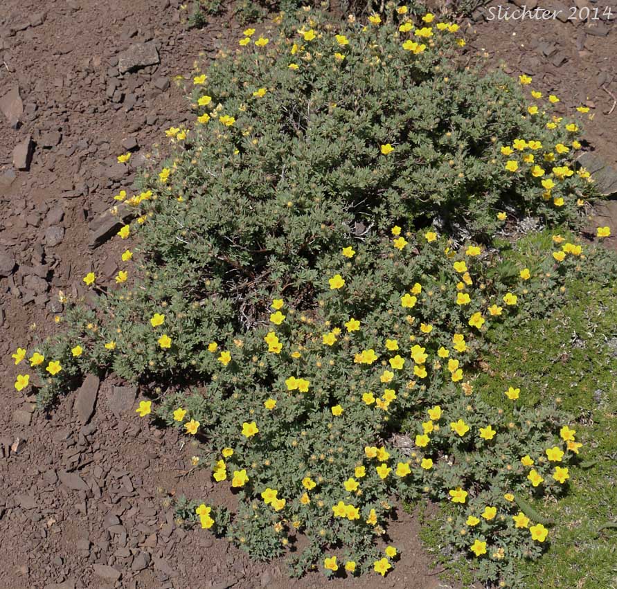 Shrubby Cinquefoil: Dasiphora fruticosa (Synonyms: Dasiphora floribunda, Dasiphora fruticosa ssp. floribunda, Dasiphora riparia, Fragaria fruticosa, Pentaphylloides fruticosa, Potentilla floribunda, Potentilla fruticosa, Potentilla fruticosa ssp. floribunda, Potentilla fruticosa var. tenifolia)