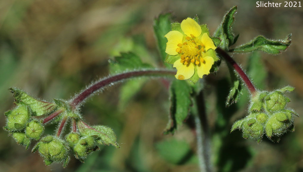 Sticky Cinquefoil, Greene's Drymocallis: Drymocallis glandulosa var. glandulosa (Synonyms: Drymocallis glandulosa ssp. glandulosa, Potentilla glandulosa ssp. glandulosa, Potentilla glandulosa var. glandulosa, Potentilla valida)