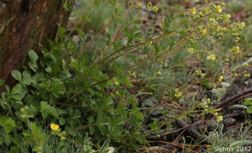 Sticky Cinquefoil, Greene's Drymocallis: Drymocallis glandulosa var. glandulosa (Synonyms: Drymocallis glandulosa ssp. glandulosa, Potentilla glandulosa ssp. glandulosa, Potentilla glandulosa var. glandulosa, Potentilla valida)