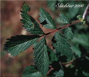 Stem leaf of Idaho Drymocallis, Idaho Wood Beauty: Drymocallis glabrata (Synonyms: Drymocallis glandulosa ssp. glabrata, Potentilla glandulosa, Potentilla glandulosa ssp. glabrata, Potentilla glandulosa var. incisa, Potentilla glandulosa var. intermedia)