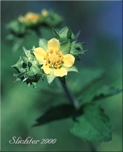 Montana Sticky Cinquefoil, Sticky Cinquefoil: Drymocallis glandulosa var. reflexa (Synonyms: Potentilla glandulosa ssp. reflexa, Potentilla glandulosa var. reflexa, Potentilla reflexa)