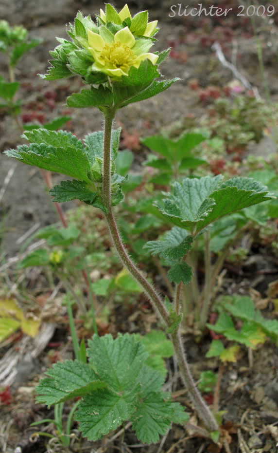 Coast Cinquefoil: Potentilla glandulosa var. wrangelliana (Synonyms: Drymocallis wrangelliana, Potentilla glandulosa var. glandulosa, Potentilla wrangelliana)