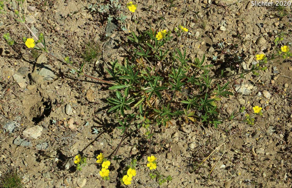 Slender Cinquefoil: Potentilla gracilis var. fastigiata (Synonyms: Potentilla angustata, Potentilla blaschkeana, Potentilla blaschkeana var. blaschkeana, Potentilla etomentosa, Potentilla fastigiata, Potentilla glomerata, Potentilla gracilis var. blaschkeana, Potentilla gracilis var. brunnescens, Potentilla gracilis var. glabrata, Potentilla gracilis var. nuttallii, Potentilla gracilis ssp. nuttallii, Potentilla gracilis var. permollis, Potentilla indiges, Potentilla jucunda, Potentilla nuttallii, Potentilla nuttallii var. glabrata, Potentilla nuttallii var. nuttallii, Potentilla rectiformis)
