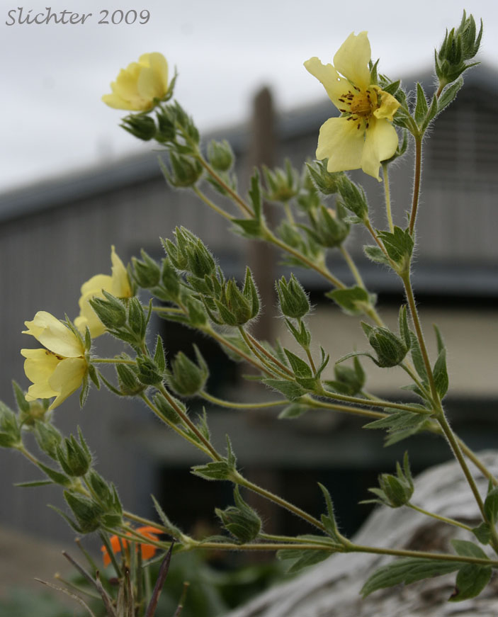 Inflorescence of Slender Cinquefoil: Potentilla gracilis var. fastigiata (Synonyms: Potentilla angustata, Potentilla blaschkeana, Potentilla blaschkeana var. blaschkeana, Potentilla etomentosa, Potentilla fastigiata, Potentilla glomerata, Potentilla gracilis var. blaschkeana, Potentilla gracilis var. brunnescens, Potentilla gracilis var. glabrata, Potentilla gracilis var. nuttallii, Potentilla gracilis ssp. nuttallii, Potentilla gracilis var. permollis, Potentilla indiges, Potentilla jucunda, Potentilla nuttallii, Potentilla nuttallii var. glabrata, Potentilla nuttallii var. nuttallii, Potentilla rectiformis)