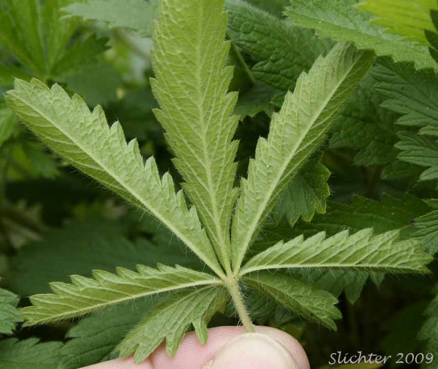 Ventral leaf surface of Slender Cinquefoil: Potentilla gracilis var. fastigiata (Synonyms: Potentilla angustata, Potentilla blaschkeana, Potentilla blaschkeana var. blaschkeana, Potentilla etomentosa, Potentilla fastigiata, Potentilla glomerata, Potentilla gracilis var. blaschkeana, Potentilla gracilis var. brunnescens, Potentilla gracilis var. glabrata, Potentilla gracilis var. nuttallii, Potentilla gracilis ssp. nuttallii, Potentilla gracilis var. permollis, Potentilla indiges, Potentilla jucunda, Potentilla nuttallii, Potentilla nuttallii var. glabrata, Potentilla nuttallii var. nuttallii, Potentilla rectiformis)
