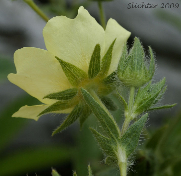 Underside of the petals and calyx of Slender Cinquefoil: Potentilla gracilis var. fastigiata (Synonyms: Potentilla angustata, Potentilla blaschkeana, Potentilla blaschkeana var. blaschkeana, Potentilla etomentosa, Potentilla fastigiata, Potentilla glomerata, Potentilla gracilis var. blaschkeana, Potentilla gracilis var. brunnescens, Potentilla gracilis var. glabrata, Potentilla gracilis var. nuttallii, Potentilla gracilis ssp. nuttallii, Potentilla gracilis var. permollis, Potentilla indiges, Potentilla jucunda, Potentilla nuttallii, Potentilla nuttallii var. glabrata, Potentilla nuttallii var. nuttallii, Potentilla rectiformis)