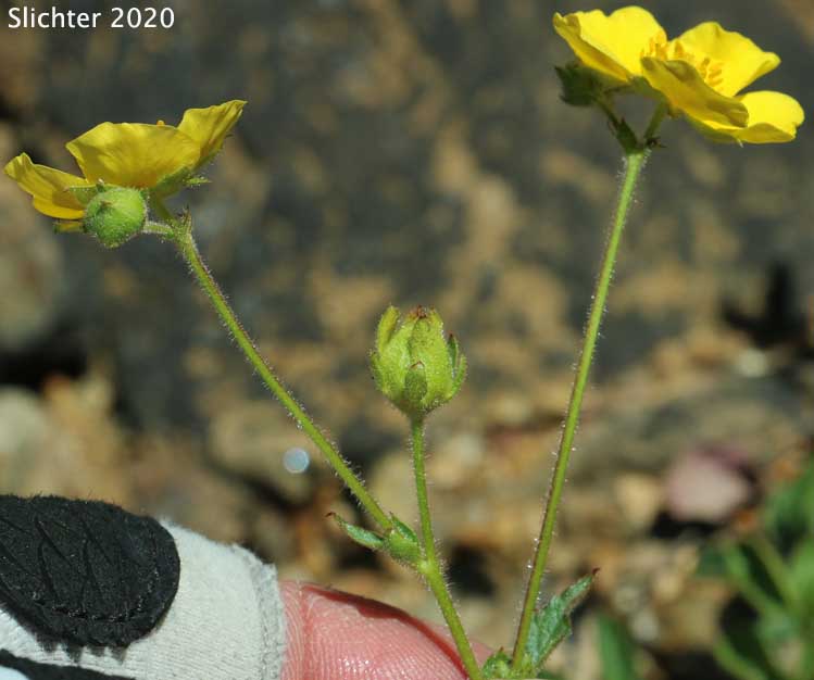 Cliff Drymocallis, Rocky Mountain Sticky Cinquefoil, Sticky Cinquefoil: Drymocallis pseudorupestris var. saxicola (Synonyms: Potentilla glandulosa, Potentilla glandulosa ssp. pseudorupestris, Potentilla glandulosa var. pseudorupestris)