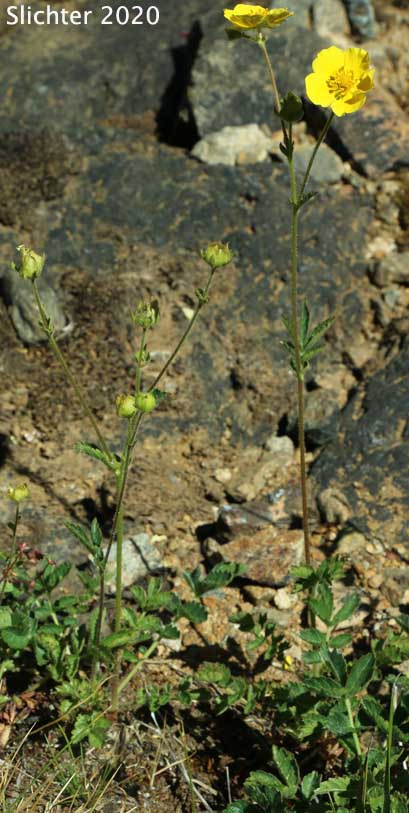 Cliff Drymocallis, Rocky Mountain Sticky Cinquefoil, Sticky Cinquefoil: Drymocallis pseudorupestris var. saxicola (Synonyms: Potentilla glandulosa, Potentilla glandulosa ssp. pseudorupestris, Potentilla glandulosa var. pseudorupestris)
