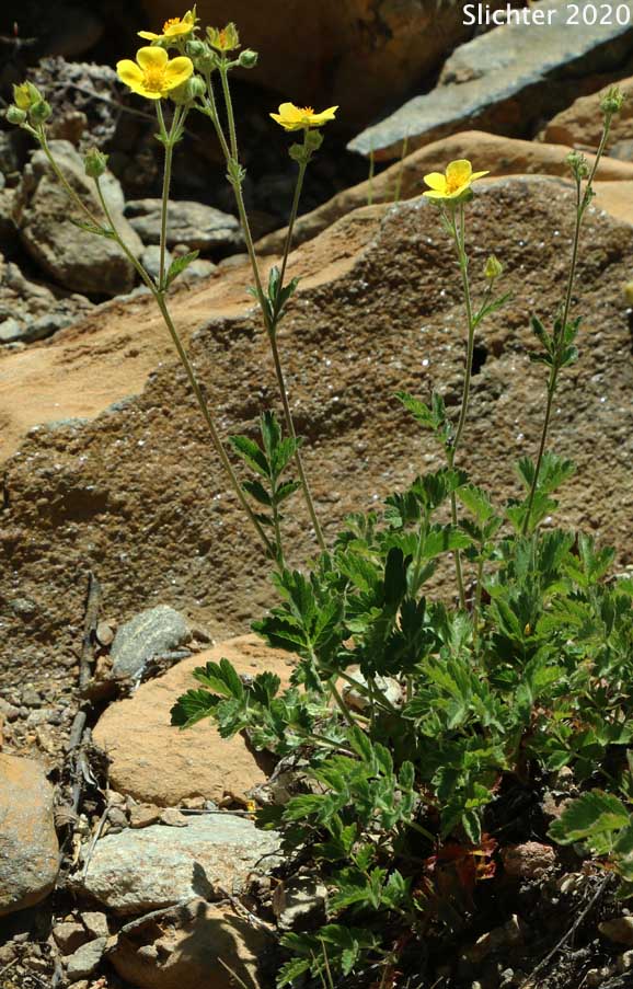 Cliff Drymocallis, Rocky Mountain Sticky Cinquefoil, Sticky Cinquefoil: Drymocallis pseudorupestris var. saxicola (Synonyms: Potentilla glandulosa, Potentilla glandulosa ssp. pseudorupestris, Potentilla glandulosa var. pseudorupestris)