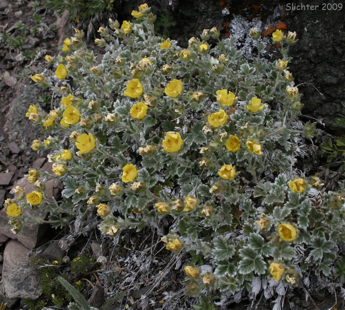 Northern Cinquefoil, Villous Cinquefoil: Potentilla villosa (Synonyms: Potentilla fragiformis var. villosa, Potentilla grandiflora var. villosa, Potentilla nivea var. villosa, Potentilla villosa var. parviflora)