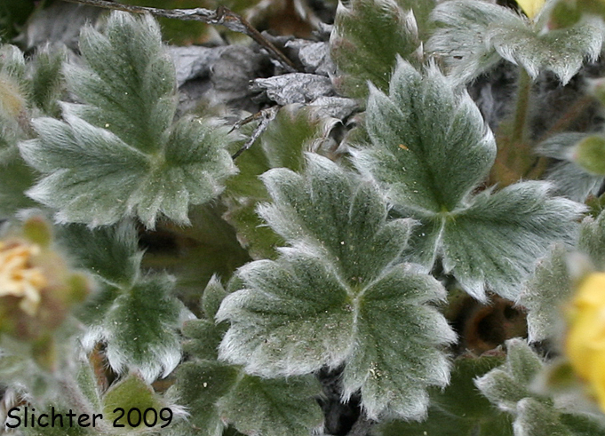 Leaves of Northern Cinquefoil, Villous Cinquefoil: Potentilla villosa (Synonyms: Potentilla fragiformis var. villosa, Potentilla grandiflora var. villosa, Potentilla nivea var. villosa, Potentilla villosa var. parviflora)