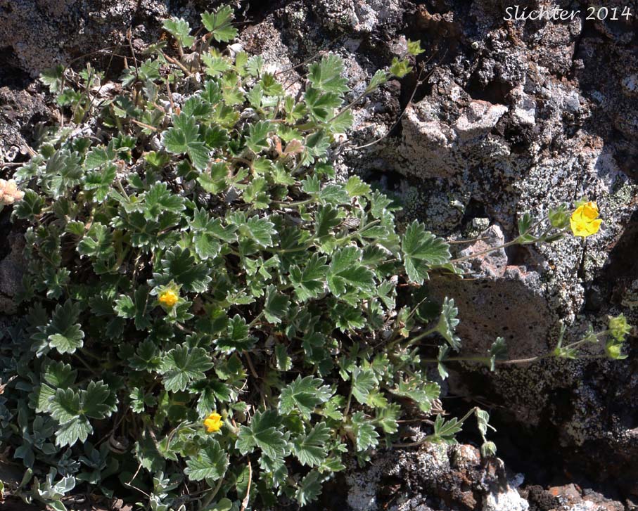 Northern Cinquefoil, Villous Cinquefoil: Potentilla villosa (Synonyms: Potentilla fragiformis var. villosa, Potentilla grandiflora var. villosa, Potentilla nivea var. villosa, Potentilla villosa var. parviflora)
