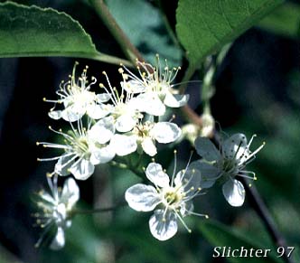 Shrubby Bitter Cherry: Prunus emarginata var. emarginata 
