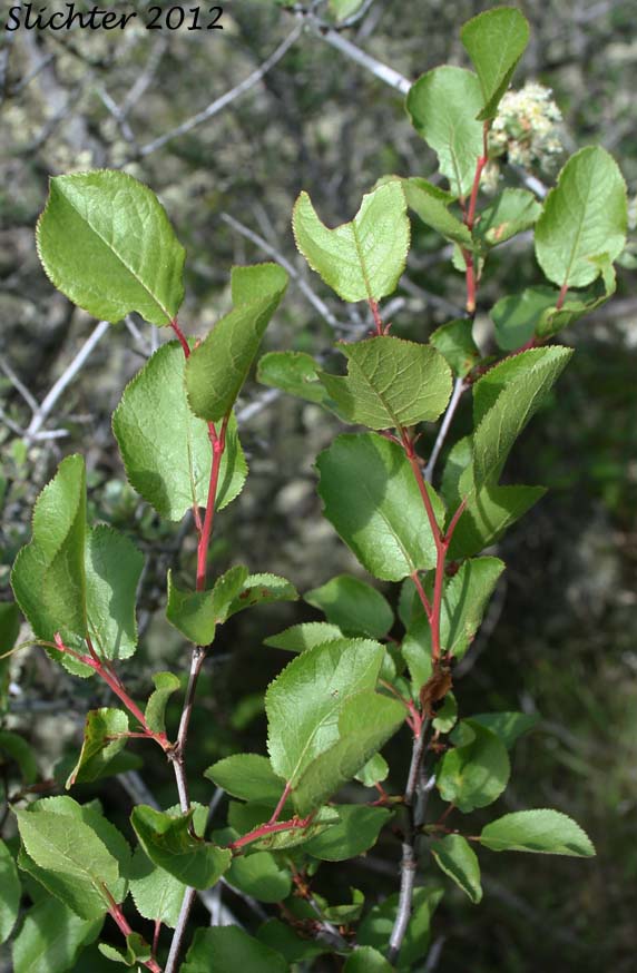 Klamath Plum, Western Plum: Prunus subcordata (Synonyms: Prunus subcordata var. kelloggii, Prunus subcordata var. oregana, Prunus subcordata var. subcordata)