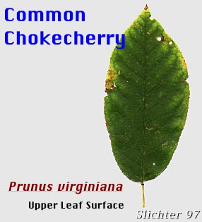 Western Chokecherry (Prunus virginiana var. demissa)