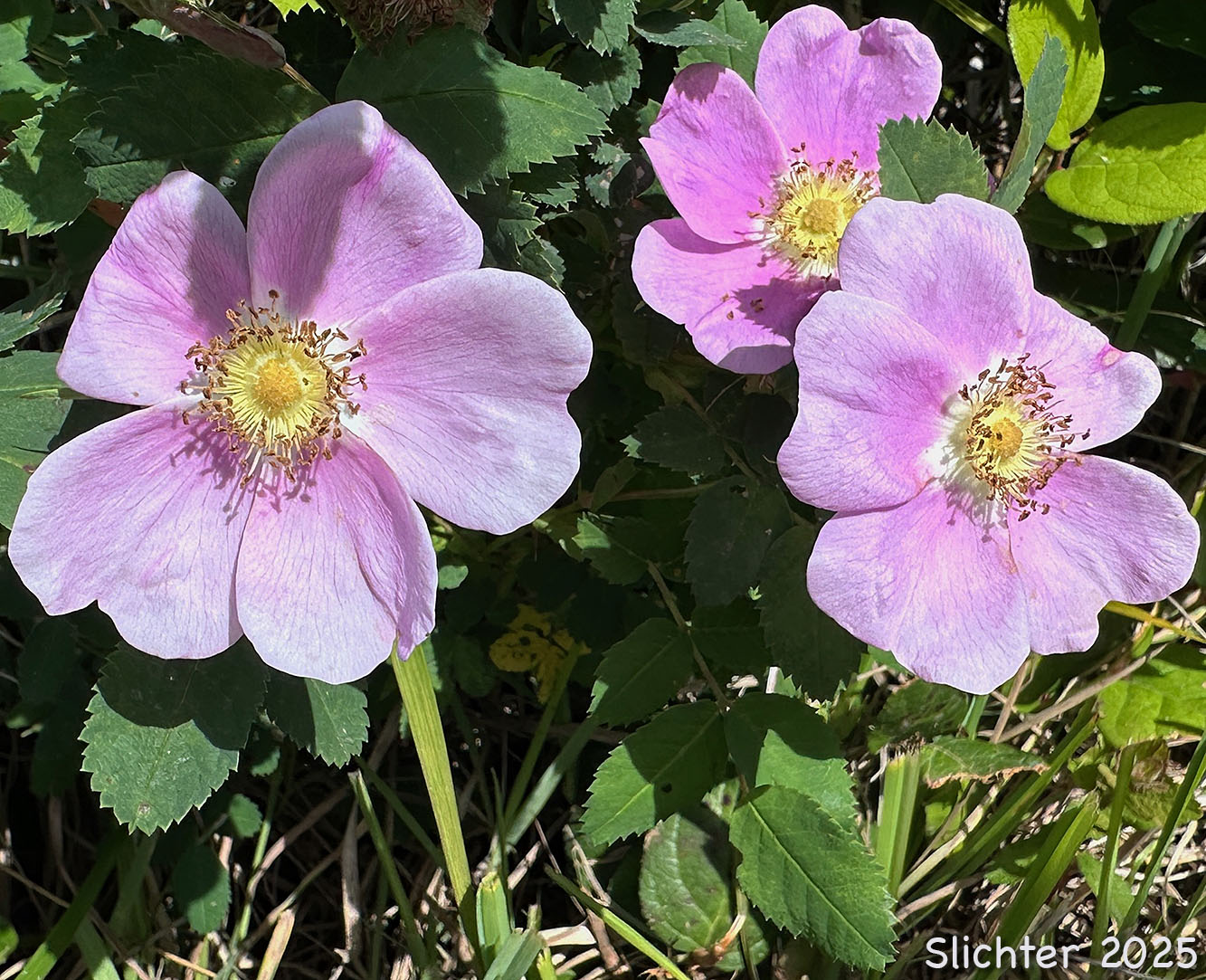 Flowers of Jone's Rose, Nootka Rose: Rosa nutkana var. nutkana (Synonym: Rosa durandii, Rosa muriculata,Rosa nutkana ssp. nutkana, Rosa nutkana var. muriculata, Rosa nutkana var. nutkana, Rosa nutkana var. setosa)