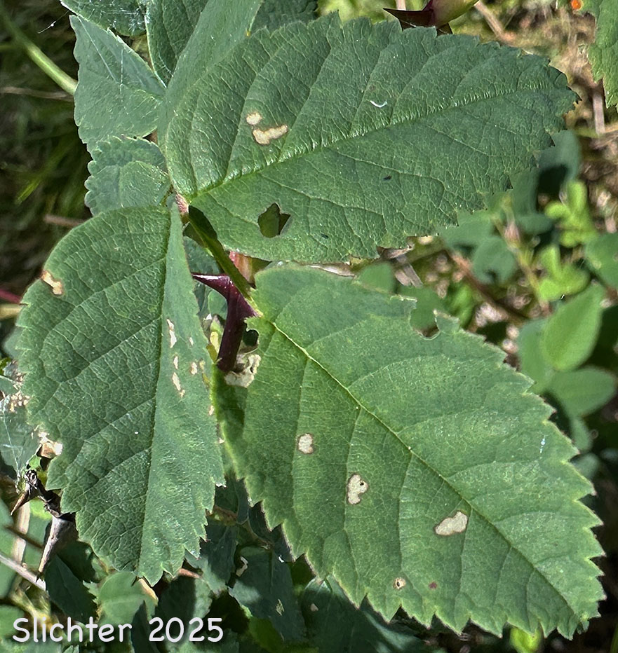 Trifoliate leaf of Jone's Rose, Nootka Rose: Rosa nutkana var. nutkana (Synonym: Rosa durandii, Rosa muriculata,Rosa nutkana ssp. nutkana, Rosa nutkana var. muriculata, Rosa nutkana var. nutkana, Rosa nutkana var. setosa)
