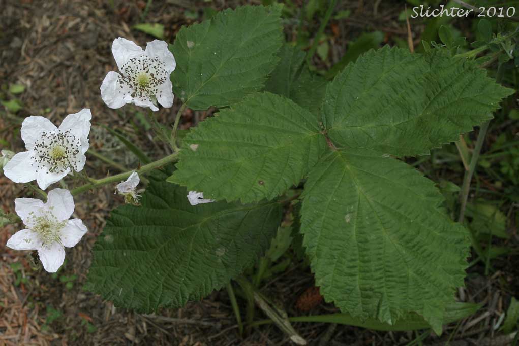 Himalayan Blackberry: Rubus bifrons (Synonyms: Rubus armeniacus, Rubus discolor, Rubus procerus, Rubus thyrsanthus)